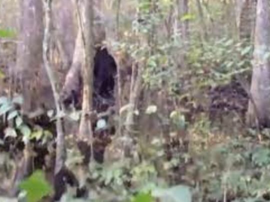 Переконливе відео про снігову людину: американець у&nbsp;лісах Міссісіпі натрапив на&nbsp;загадкову істоту