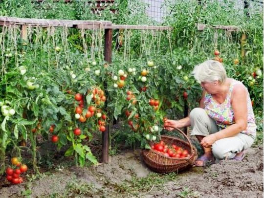 Садіть ці рослини близько до помідорів: вони відлякують шкідників і стимулюють рясне плодоношення