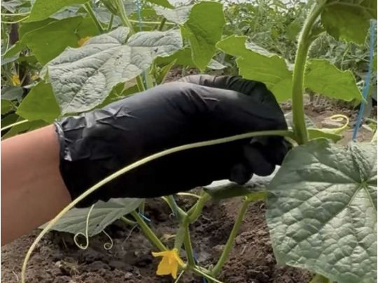 Обов'язково зробіть це з огірками на початку червня: поради дослідної городниці