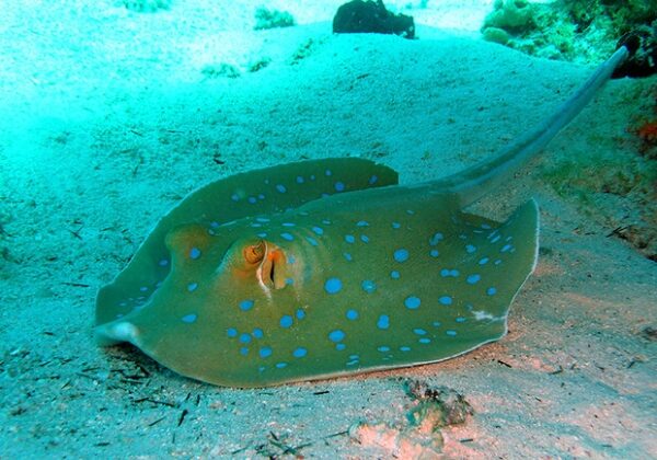 В Одесской области в Черном море заметили опасного морского кота