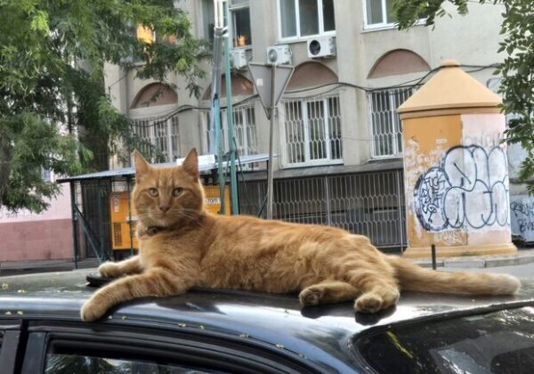 Завершение июля и первый день августа: какая погода будет в Одессе на следующей неделе