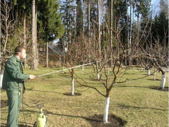 Чим обприскати дерева восени, щоб врятувати сад від парші та&nbsp;гнилі на&nbsp;весь сезон