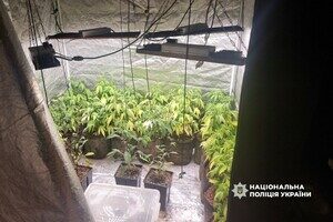 Кокаин в багажнике и домашняя плантация конопли: в Одессе разоблачили наркодельца