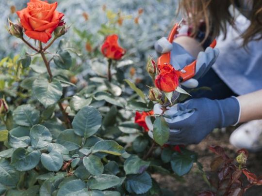 Як&nbsp;підготувати троянди до&nbsp;зими: обрізка, добрива й&nbsp;захист від морозу
