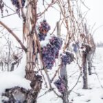Виноградники Одесщины под угрозой: не уничтожат ли морозы будущий урожай
