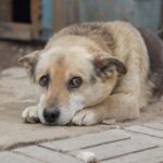 В Одесской области подросток сбросил собаку со склона: реакция полиции