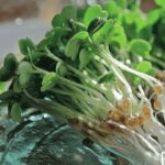 Суперфуд на вашому столі: продукти для кращого балансу поживних речовин