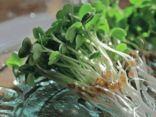 Суперфуд на&nbsp;вашому столі: продукти для кращого балансу поживних речовин