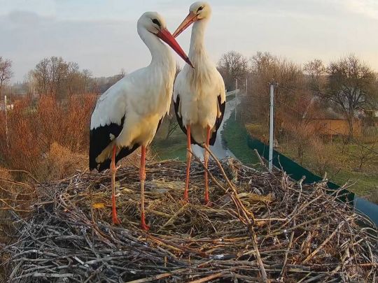 Лель і&nbsp;Квітка замість Грицька та&nbsp;Одарки: у&nbsp;знаменитому гнізді на&nbsp;Полтавщині розпочався новий сезон лелечого &laquo;серіалу&raquo;