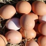 Секрет свіжих яєць: де їх не можна тримати ні в якому разі